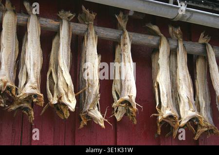 Getrockneter Fisch hängen eine Rorbu in den Lofoten Stockfoto
