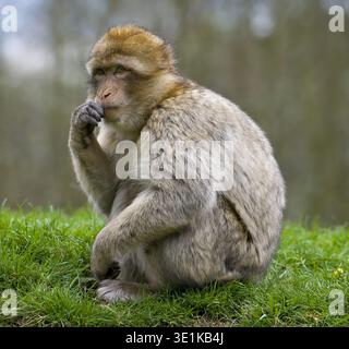 Berbermakaken (Macaca sylvanus), Affenwald, Trentham, Staffordshire, England, Vereinigtes Königreich Stockfoto
