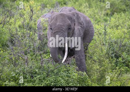 Afrikanischer Elefant (Loxodonta africana), auch bekannt als afrikanischer Steppenelefant oder afrikanischer Buschelefant, Ndutu Conservation Area, Tansania Stockfoto