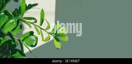 Grüne zamioculcas zamiifolia Blätter fangen Sonnenlicht und Wassertropfen an der Wand Stockfoto
