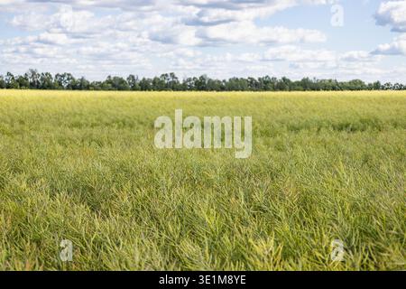 Landwirtschaftliche Landschaft mit reifendem Gerstenfeld Stockfoto