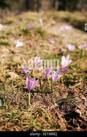 Wildblumen des Krokus blühen auf einer sonnigen Frühlingswiese in Divcibare, Serbien. Zarte violette Blüten, die aus dem Waldboden wachsen, symbolisieren Erneuerung Stockfoto