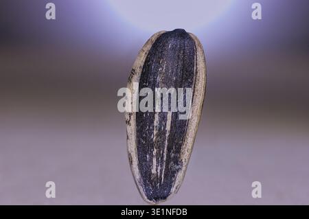 Köstliche geröstete Sonnenblumenkerne, verzehrfertig. Stockfoto