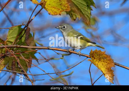 Blauköpfiger Vireo (Vireo solitarius), der während der Herbstwanderung im Onondaga Lake Park, Syracuse, New York, USA, zwischen Herbstblättern thronte. Stockfoto