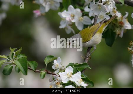 Männlicher Tennessee Warbler (Leiothlypis peregrina) im Zuchtgefieder, der von Apfelblütenzweig während des Frühlingszugs ruft, Syracuse, New York, USA. Stockfoto