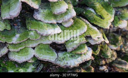 Closup Detailaufnahme einer großen Gruppe von klumpigen Klammern (Trametes gibbosa) Schelpilzen, die auf Baumrinde wachsen. Grüner und weißer Polyporpilz Stockfoto