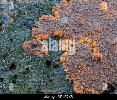 Detailaufnahme von Faltenpilzen (Plebia radiata), die auf der Rinde eines umgestürzten Baumes wachsen. Orangenkrustenpilz auf Holz Stockfoto
