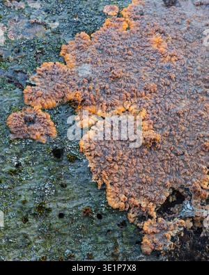 Detailaufnahme von Faltenpilzen (Plebia radiata), die auf der Rinde eines umgestürzten Baumes wachsen. Orangenkrustenpilz auf Holz Stockfoto
