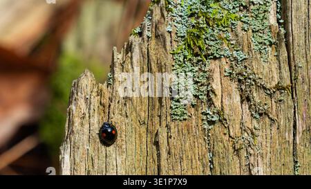 Asiatische Käferin (Harmonia axyridis f. conspicua), die senkrecht auf Flechtenholz klaut. Schwarz mit zwei roten Punkten Stockfoto