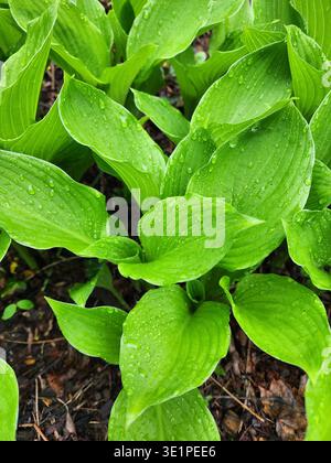 Regentropfen auf Hosta Pflanzen Blumen und Blätter Stockfoto