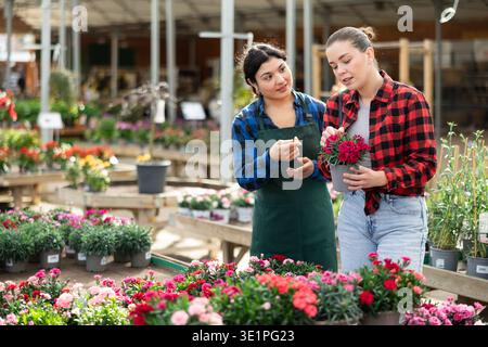 Weibliche Verkäuferin hilft jungen Frauen, Gartennelke zu wählen Stockfoto