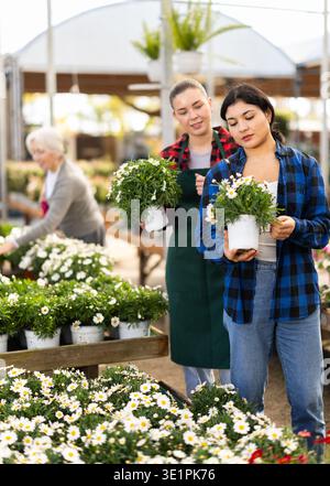 Weibliche Verkäuferin hilft jungen Frauen bei der Auswahl von Gänseblümchen-Chrysanthemen Stockfoto