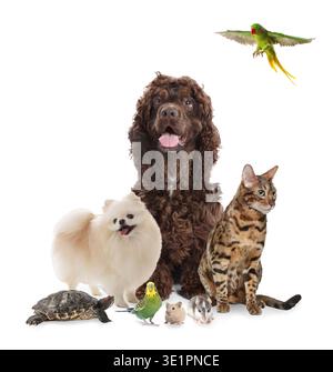 Gruppe niedlicher Haustiere auf weißem Hintergrund. Verschiedene Tiere Stockfoto