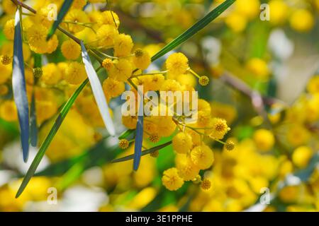 Hellgelbe Akazie-Blüten gruppieren sich entlang dünner grüner Blätter im warmen Sonnenlicht mit weichem, verschwommenem Hintergrund. Stockfoto