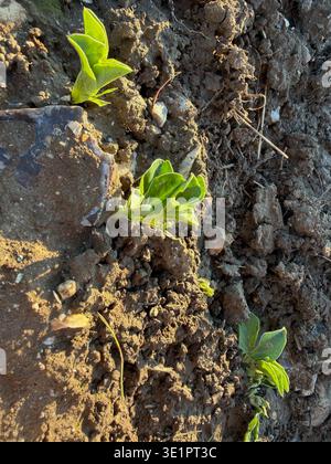 Junge grüne Setzlinge aus dunkelbraunem Boden in einem Gartenbett mit warmem Frühlingssonnenlicht, Nahaufnahme von oben Stockfoto