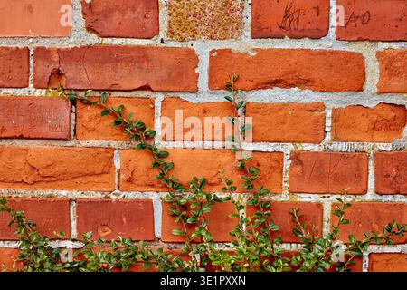 Backsteinmauer, Efeu- und Steinarchitektur auf Struktur für Stadt, Beton und Vintage Hintergrund. Verwittert, Design und Tapete mit Zement, Outdoor oder Stockfoto