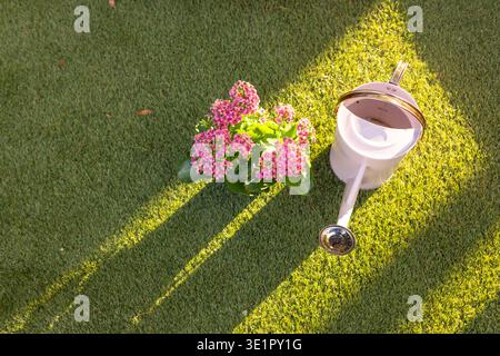 Rosafarbene Blüten auf dem Rasen unter diagonalen Schatten, weiße Gießkanne seitlich liegend Stockfoto