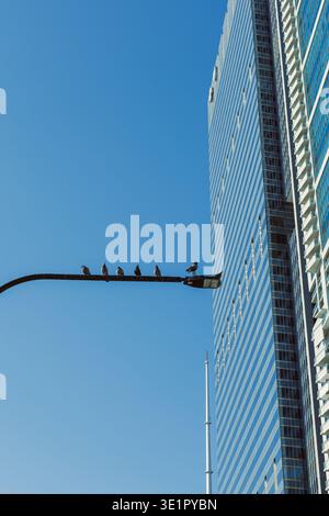 Mehrere Vögel sitzen auf einer Straßenlaterne, während sich neben ihnen ein hohes Gebäude unter einem hellblauen Himmel erhebt. Die Szene zeigt eine urbane Umgebung Stockfoto