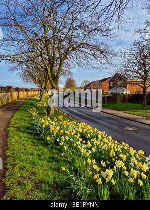Wunderschöne Narzissen, die im Frühjahr 2026 in der Nähe der Flutsperre Trent in Wilford, Nottingham, Großbritannien, wachsen. Stockfoto