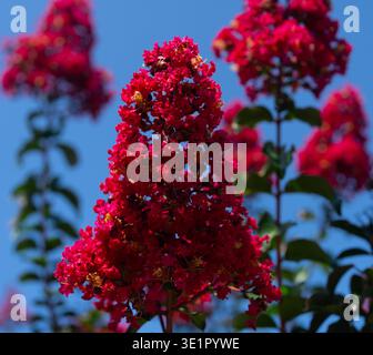 Rote Blumen blühen auf einem Baumzweig gegen blauen Himmel. Blühende Blumen im Sommer. Baumzweige bedeckt mit roten Blumen. Die Lagerstroämieblume. Stockfoto