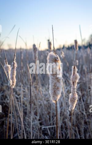 Nahaufnahme von flauschigen, weißen Kernköpfen, die im sanften Morgensonnenlicht eines Winterfeldes im Waukesha County, Wisconsin, leuchten. Stockfoto
