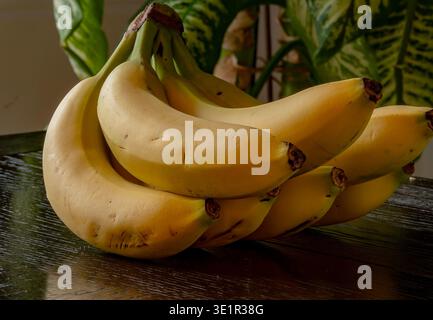 Ein Stillleben-Bild mit Bananen. Stockfoto