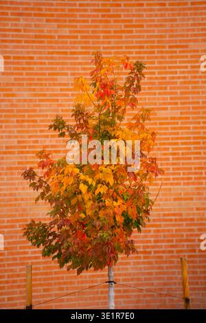 Farbenfrohe Herbstlaub auf einem jungen gepflanzten Baum mit Drähten und Stangen, um ihn in der Stadt gepflanzt in der Sonne im Brunnen zu halten Stockfoto