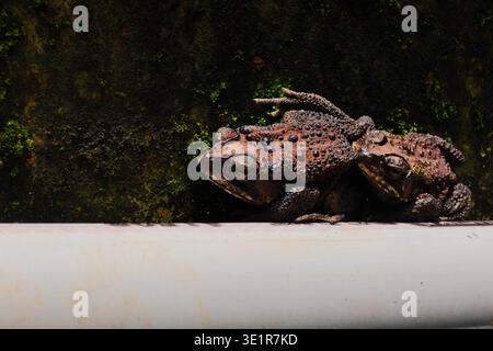 Nahaufnahme von gewöhnlichen Asiatischen Kröten (duttaphrynus melanostictus) auf einem weißen Vorsprung Stockfoto