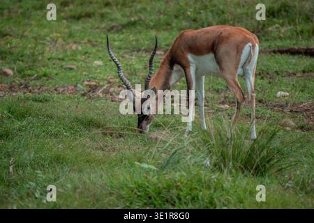 Schwarzbuck-Antilope mit braun-weißem Fell und Spiralhörnern weiden friedlich in einem üppig grünen Grasland in indien und zeigen einheimische Tierwelt und Stockfoto