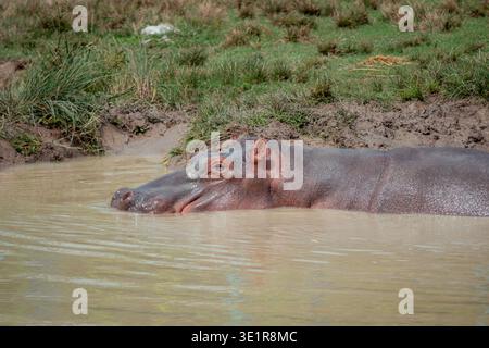 Flusspferde kühlen in einem flachen, schlammigen Teich am grasbewachsenen Flussufer ab, teilweise unter Wasser und ruhen in seinem natürlichen afrikanischen Feuchtgebiet auf einer warmen Sonne Stockfoto