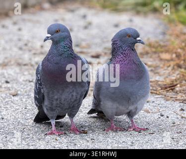Zwei Rock Pigeons (auch bekannt als City Pigeons) stehen Seite an Seite auf Kies. Stockfoto