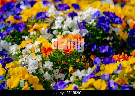Frühlingsblumen füllen die Wiese mit Leben. Der florale Teppich im Frühling sorgt für eine dekorative Naturstruktur. Frühlingsblumen wachsen in sonniger Natur Stockfoto