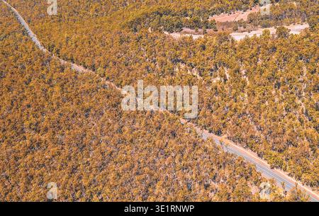 Ein Hochwinkel aus der Luft zeigt eine asphaltierte Straße, die sich diagonal durch dichte, goldbraune Wälder schlängelt. Stockfoto