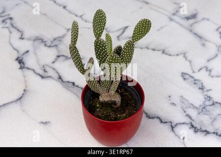 Mikrodasys opuntielle Hasenohren im roten Keramiktopf Stockfoto