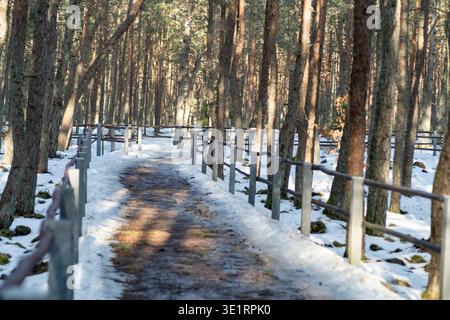 Kurische Nehrung Tanzender Waldweg umgeben von hohen Kiefern und schneebedecktem Boden, Holzzaun säumen den Weg Stockfoto