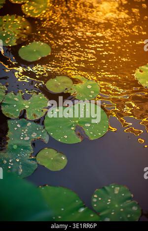 Nahaufnahme von Seerosenblättern, die auf einem ruhigen Teich mit sanften Reflexen und leichtem Bokeh schwimmen. Natürliche Wasserszene mit grünen Pads und ruhiger Atmosphäre Stockfoto
