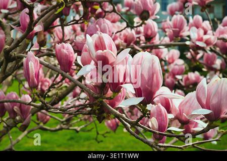 Eine professionelle Makroaufnahme zarter rosa und weißer Magnolienblüten. Das Bild erfasst die weiche Textur der Blütenblätter und die komplizierten Details von Stockfoto