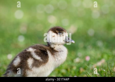 Nahaufnahme des Porträts ägyptischer Gänsefieber, der auf grünem Gras mit weichem, verschwommenem Hintergrund steht. Stockfoto
