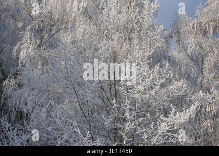 Detaillierte Ansicht von Winterbäumen, die dicht mit Frost und Neuschnee bedeckt sind und in sanftem Sonnenlicht vor einem klaren Himmel leuchten. Perfekt für saisonale Hintergründe, Stockfoto
