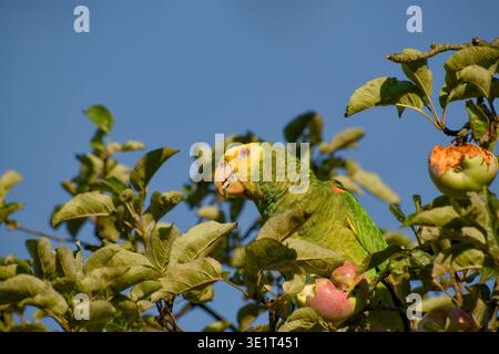 Gelbköpfiger amazonaspapagei ernährt sich von reifem Apfel, während er auf einem Obstbaum sitzt. Stockfoto
