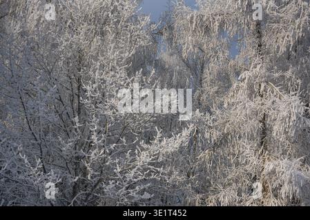 Ruhige Winterwaldszene mit Bäumen, die vollständig von frischem Schnee und Frost bedeckt sind. Ideal für saisonale Hintergründe, Naturthemen, Konzepte für kaltes Wetter und Stockfoto