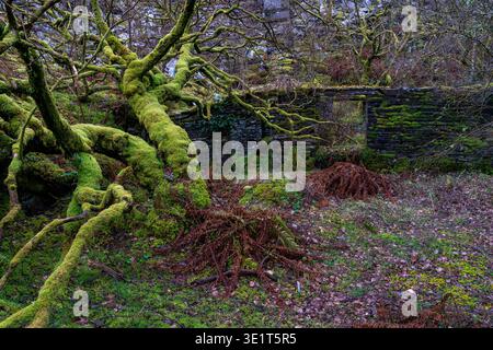 Moosbedeckte Steinmauern und verfallene Gebäude in dichten Wäldern des Dorothea Schieferbruchs Stockfoto
