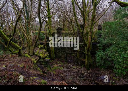 Moosbedeckte Steinmauern und verfallene Gebäude in dichten Wäldern des Dorothea Schieferbruchs Stockfoto