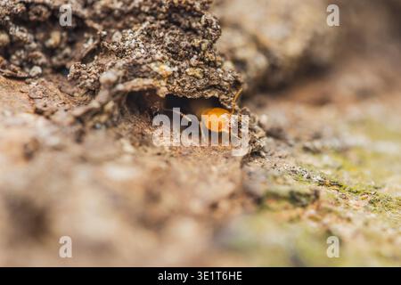 Termitensoldat, der aus einem schlammigen Tunnel auf Holz auftaucht, Nahaufnahme-Makro mit Befall, Schadensrisiko und unterirdischer Kolonieaktivität. Fotografie, n Stockfoto