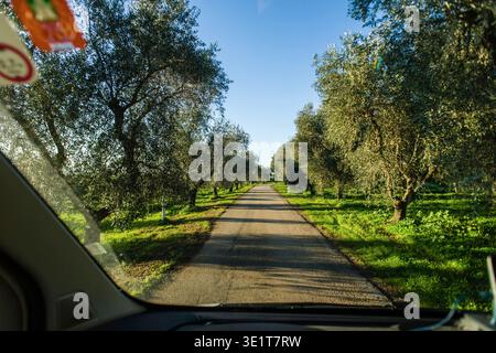Blick aus einem Camper Cockpit durch die Windschutzscheibe auf eine schmale Straße die durch eine Olivenplantage führt. Nationalpark Gargano, Apulien, Italien. Blick in eine Olivenplantage *** Blick von einem Wohnmobil-Cockpit durch die Windschutzscheibe auf eine schmale Straße, die durch eine Olivenplantage führt Gargano Nationalpark, Apulien, Italien Blick in eine Olivenplantage Stockfoto