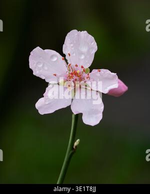 Eine Nahaufnahme einer einzelnen rosafarbenen Blume, fotografiert vor einem fleckigen, grünen Hintergrund Stockfoto