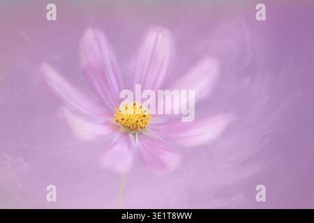 Ein Kunstbild einer einsamen rosafarbenen Cosmos-Blume, fotografiert auf einem melierten, rosa Hintergrund Stockfoto