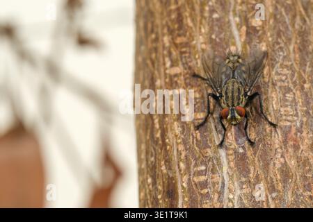 Fleischfliege (Sarcophaga sp.) Auf Baumrinde ruhen, Kairo, Ägypten Stockfoto