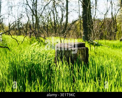 Alter verwitterter Baumstumpf umgeben von hohem, lebhaftem grünen Poaceae-Gras in einem sonnigen Frühlingswald, wunderschöner natürlicher Hintergrund mit weichem Tageslicht Stockfoto