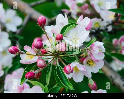 Leuchtende Malusblüten und rosafarbene Knospen auf einem Zweig, Makroaufnahme von Apfelbaumblüten in einem hellen Obstgarten unter natürlichem Licht, frischer Frühlingsnatur Stockfoto
